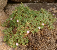 Erodium corsicum