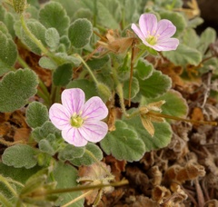 Erodium corsicum