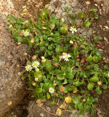 Bellium bellidioides