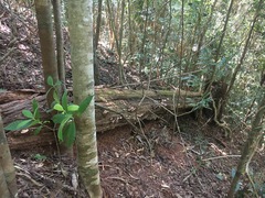 Rhodofomitopsis feei