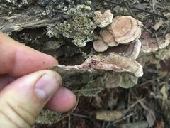 Rhodofomitopsis feei