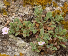 Erodium corsicum