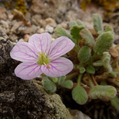Erodium corsicum