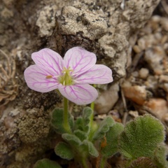 Erodium corsicum