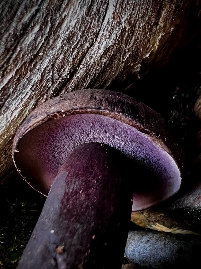 Tylopilus formosus · May 2025 · photo: © sue_leov (iNaturalist, cc0)