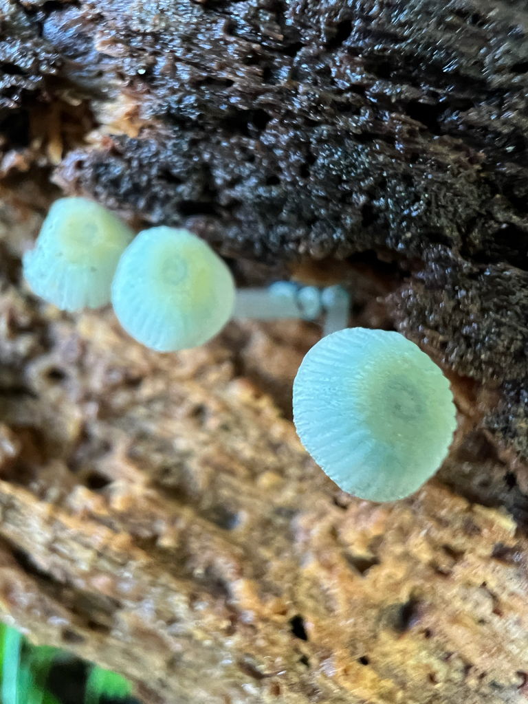 Mycena interrupta · May 2025 · photo: © sue_leov (iNaturalist, cc0)