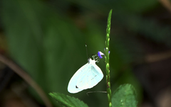 Leptosia alcesta