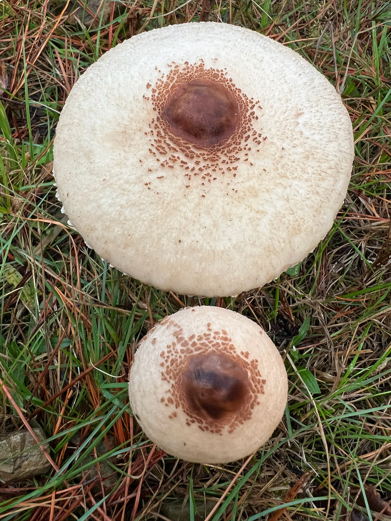 Macrolepiota clelandii · May 2025 · photo: © sue_leov (iNaturalist, cc0)