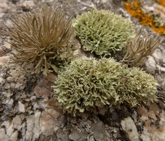 Roccella phycopsis