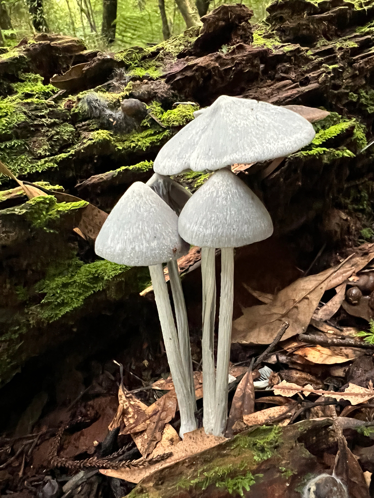 Entoloma canoconicum · May 2025 · photo: © sue_leov (iNaturalist, cc0)