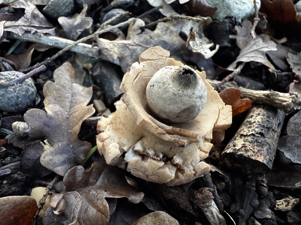 Geastrum michelianum · December 2025 · photo: © lizfrost47 (iNaturalist, cc-by)