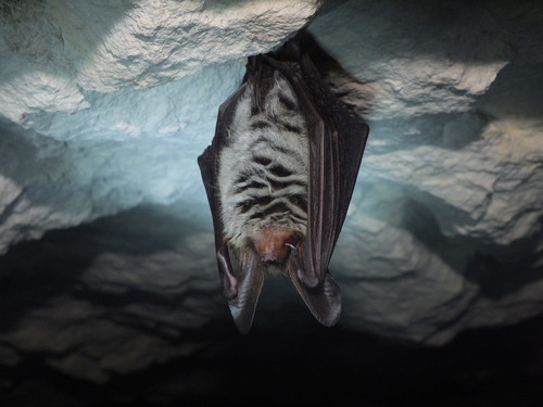 Bechstein's bat