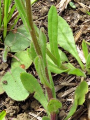 Senecio polyodon polyodon