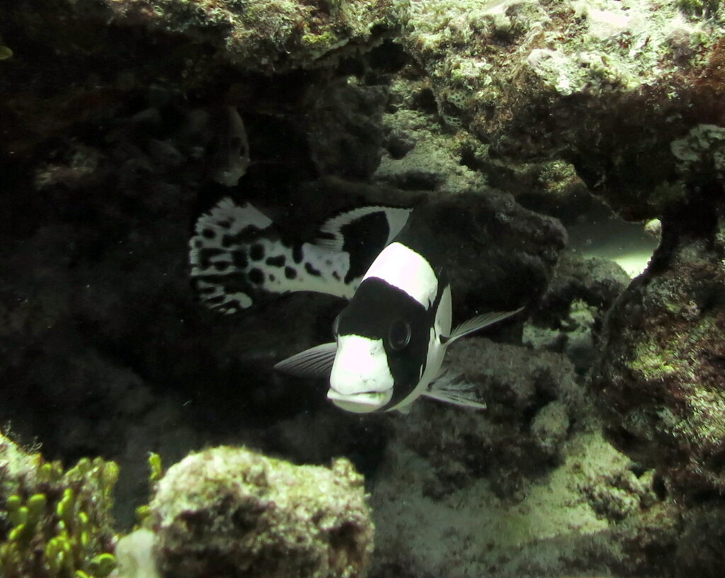 Painted sweetlips (Plectorhinchus picus) — Haemulidae