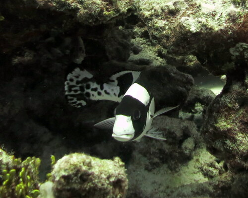 Painted sweetlips (Plectorhinchus picus) — Haemulidae