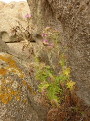 Carduus cephalanthus