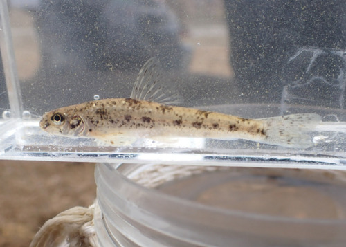 Springer's gudgeon (Biwia springeri) — Cyprinidae — 3