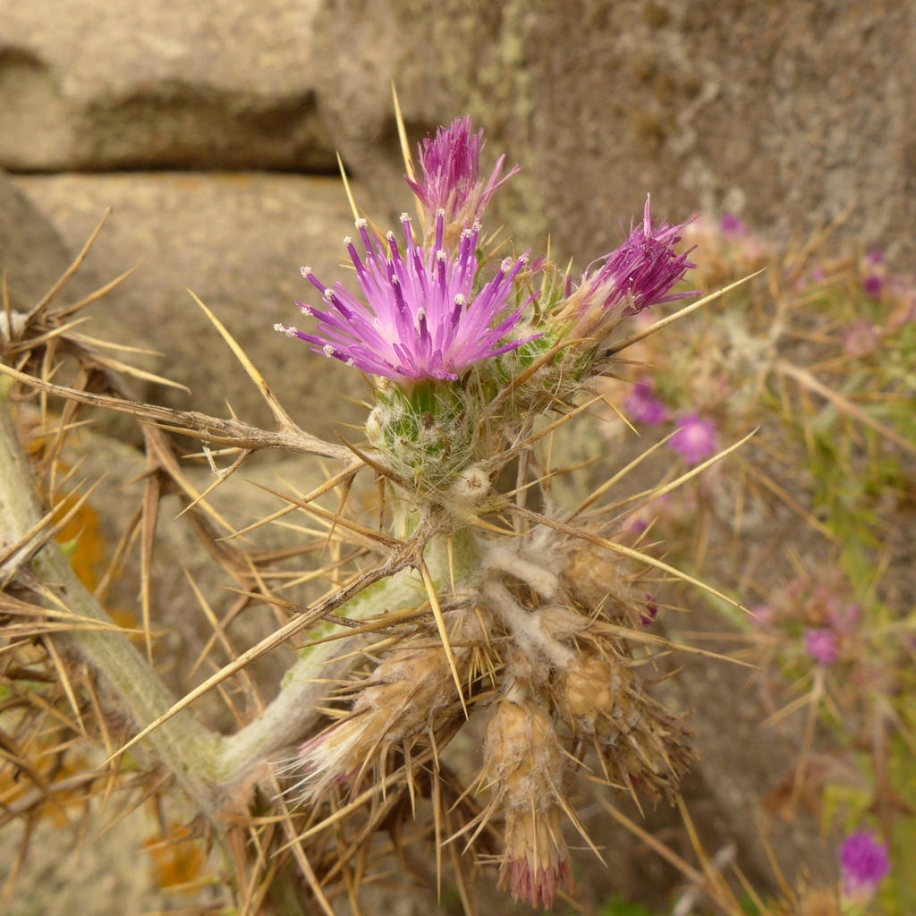Carduus cephalanthus