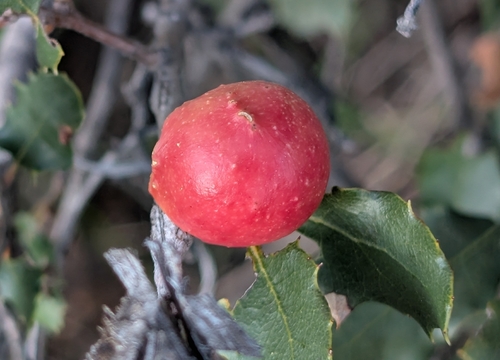 iNaturalist observation photo of California Gall Wasp