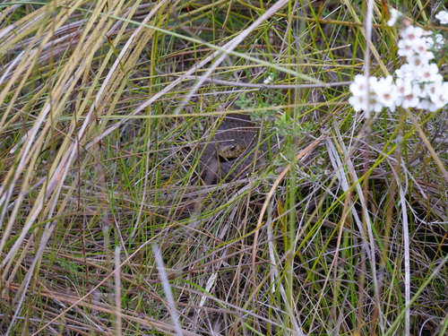 Lowlands Copperhead sighting