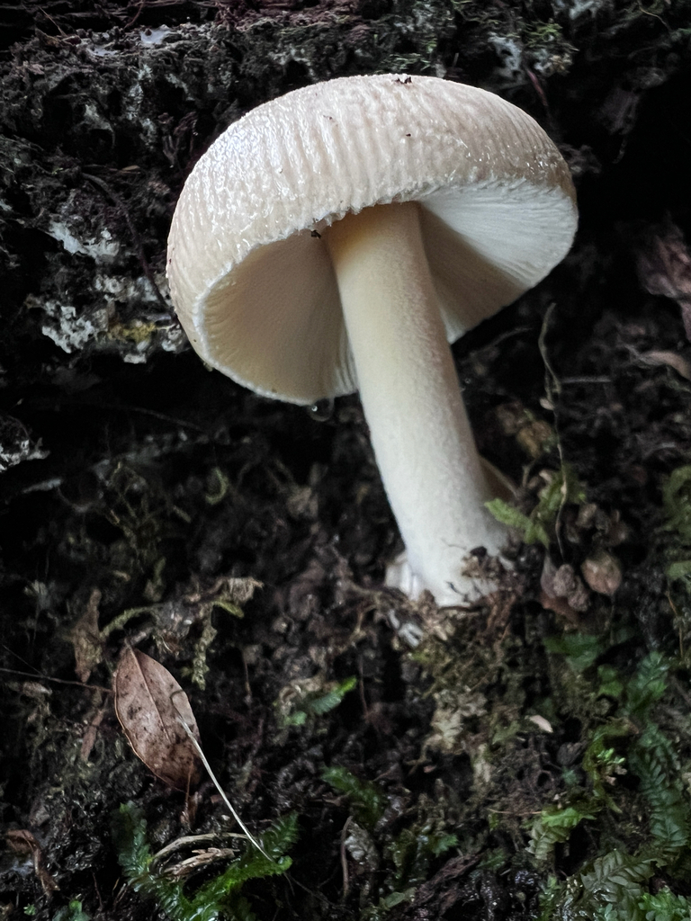 Amanita taiepa · May 2025 · photo: © sue_leov (iNaturalist, cc0)