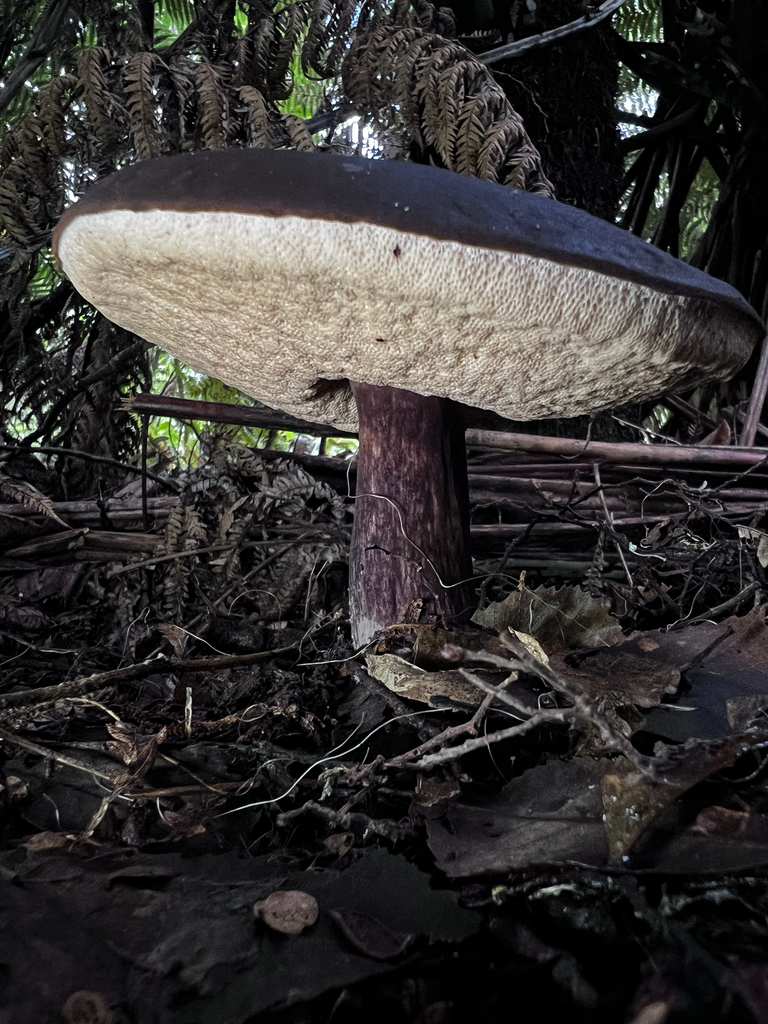 Tylopilus formosus · May 2025 · photo: © sue_leov (iNaturalist, cc0)