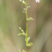 Lobelia dioica 2
