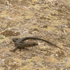 Archaeolacerta bedriagae paessleri