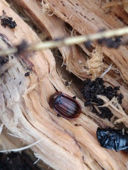 Phosphuga atrata