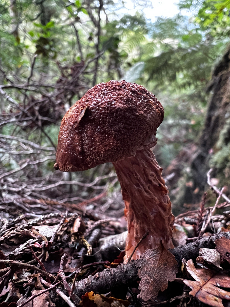 Austroboletus novae-zelandiae · May 2025 · photo: © sue_leov (iNaturalist, cc0)