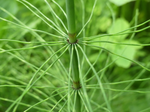 Equisetum fluviatile iNat (3)