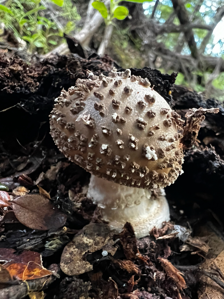 Amanita australis · May 2025 · photo: © sue_leov (iNaturalist, cc0)