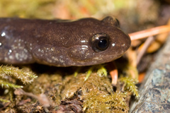 Plethodon elongatus