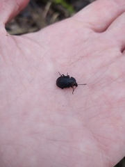 Phosphuga atrata