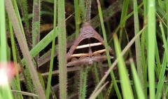 Grammodes bifasciata