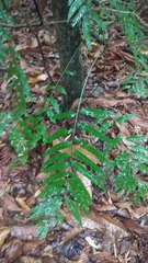 Stenochlaena palustris