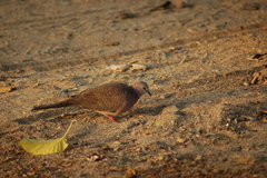 Streptopelia chinensis