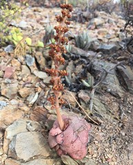 Crassula hemisphaerica