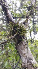 Dendrobium aloifolium