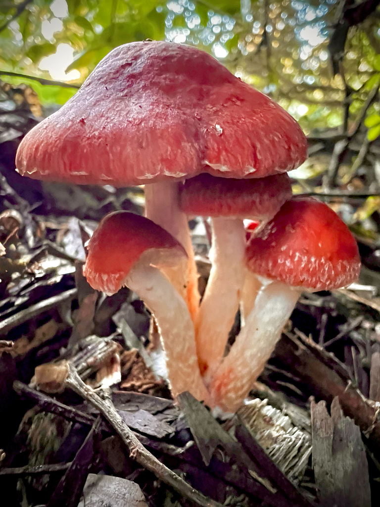 Leratiomyces ceres · April 2025 · photo: © sue_leov (iNaturalist, cc0)