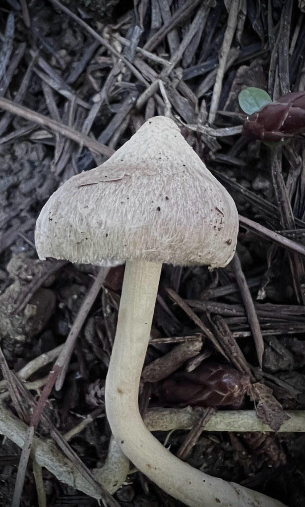 Inocybe sindonia · April 2025 · photo: © sue_leov (iNaturalist, cc0)