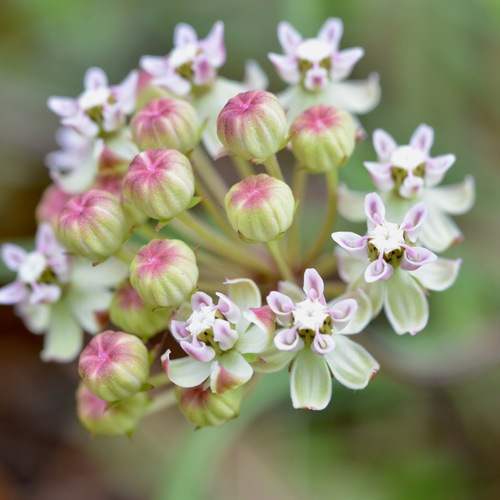 Michaux's milkweed (Asclepias michauxii)