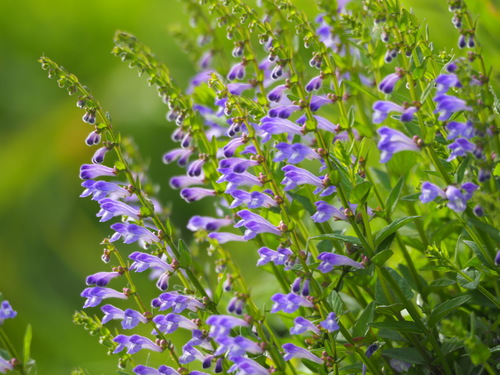 Scutellaria barbata D.Don
