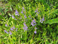 Scutellaria barbata