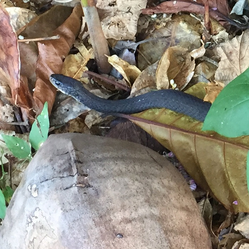 Common keelback sighting