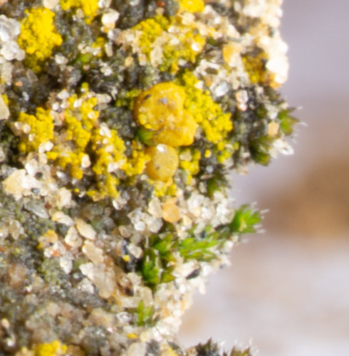 Antarctic paintbrush (Grimmia lawiana)