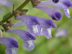 Scutellaria barbata