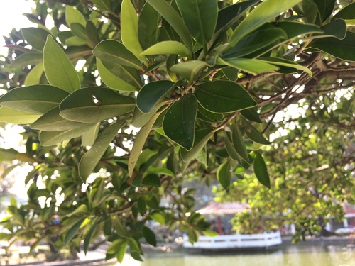 Ficus microcarpa