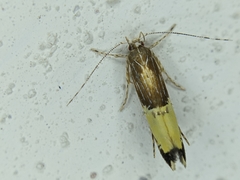 Labdia deliciosella
