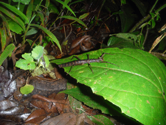 Creoxylus